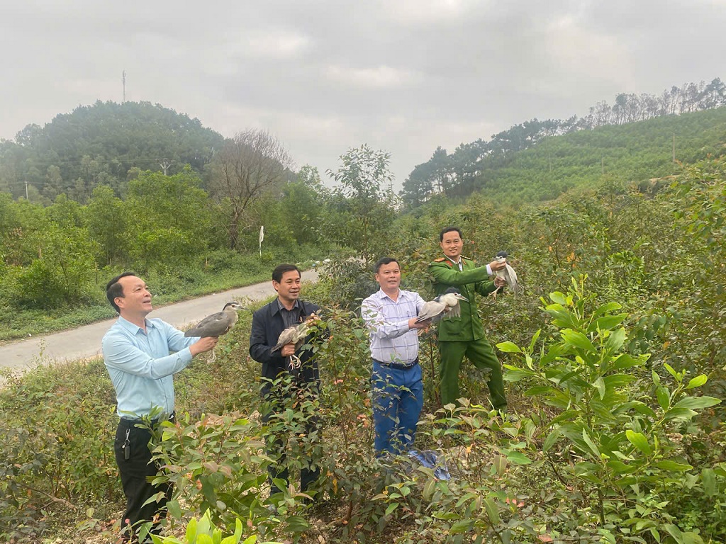 Lực lượng chức năng thả các cá thể chim hoang dã bị bẫy, bắt.