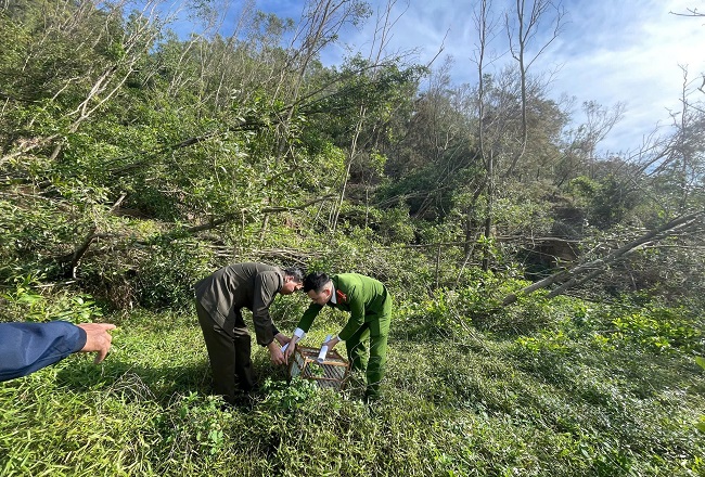 Công an xã Quỳnh Anh phối hợp Hạt Kiểm lâm Quỳnh Lưu – Hoàng Mai thả culi về môi trường tự nhiên.