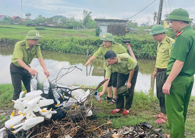 Lực lượng chức năng tháo dỡ, tiêu hủy hình nộm chim mồi cùng các loại bẫy săn chim trời.
