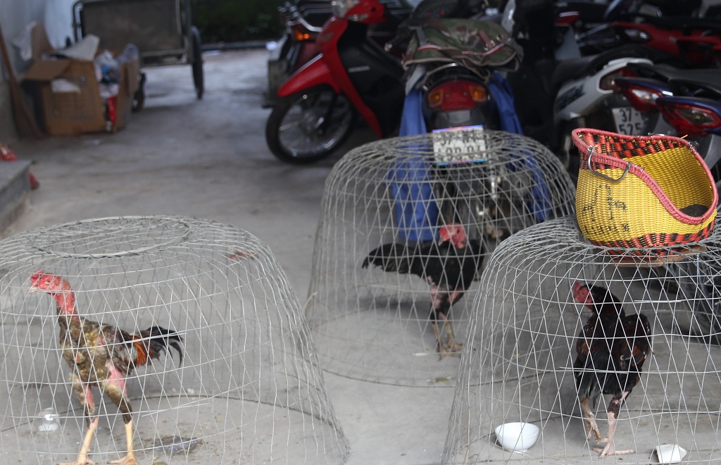 Công an thu giữ 03 con gà chọi phục vụ chơi đá gà ăn tiền