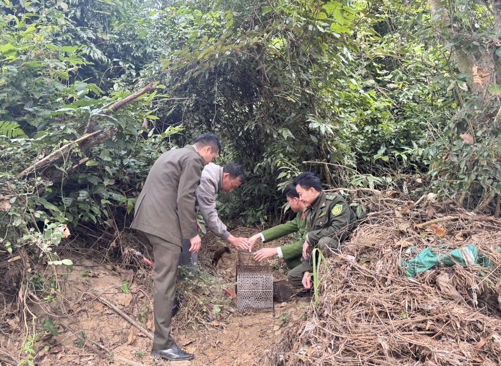 Tổ công tác thả 03 cá thể về tự nhiên