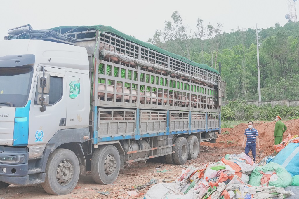 Phòng Cảnh sát kinh tế Công an tỉnh Nghệ An ngăn chặn kịp thời xe tải chở hơn 15 tấn lợn nhiễm dịch tả lợn Châu Phi