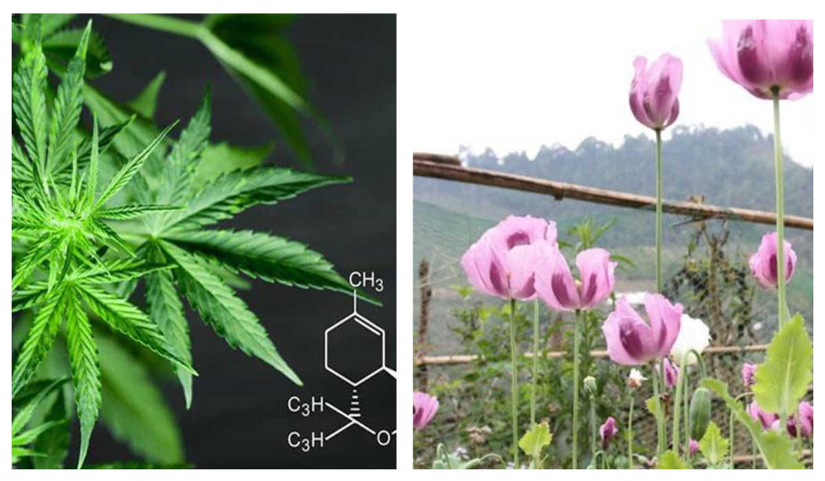 Nhận diện hiểm họa ma túy – Chung tay phòng, chống tệ nạn trong cộng đồng