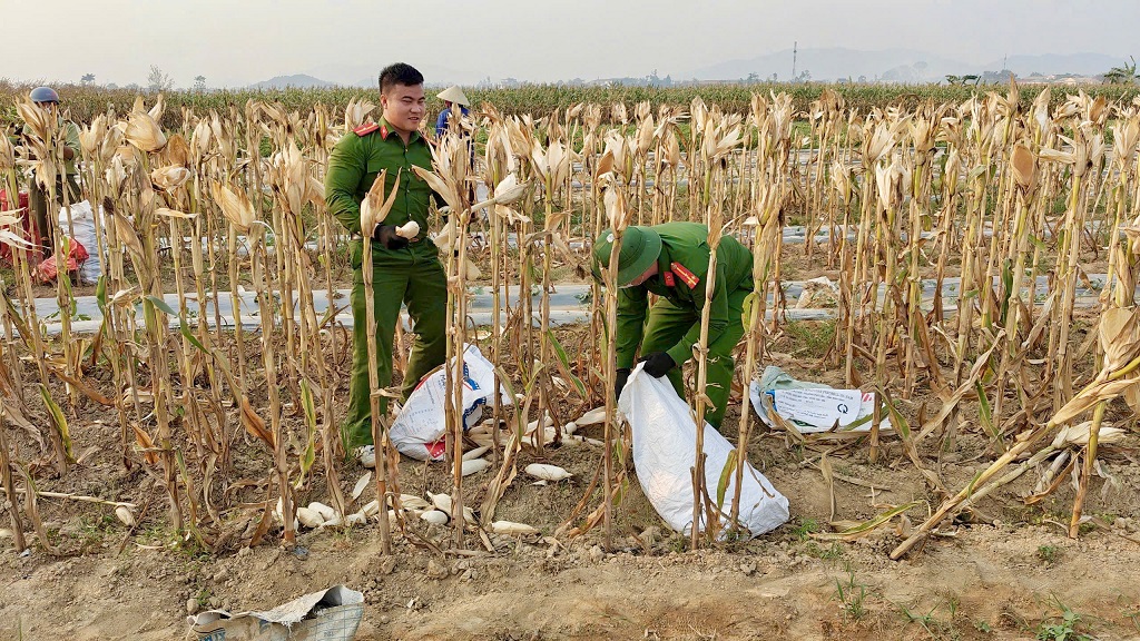 Chi đoàn và Chi hội Phụ nữ Công an xã Vạn An giúp dân thu hoạch ngô