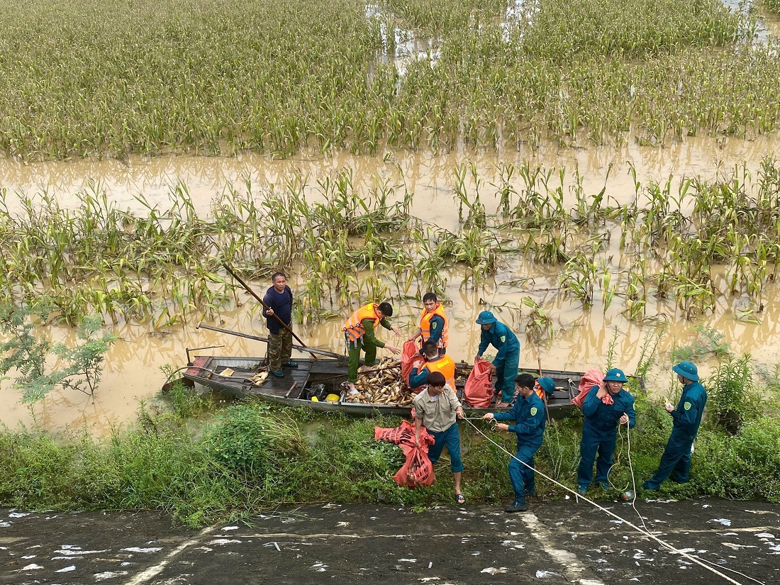 Giúp bà con thu hoạch gần 2 hécta ngô