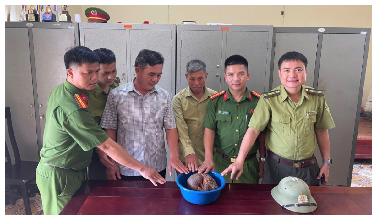 Công an xã kịp thời cứu hộ cá thể tê tê quý hiếm