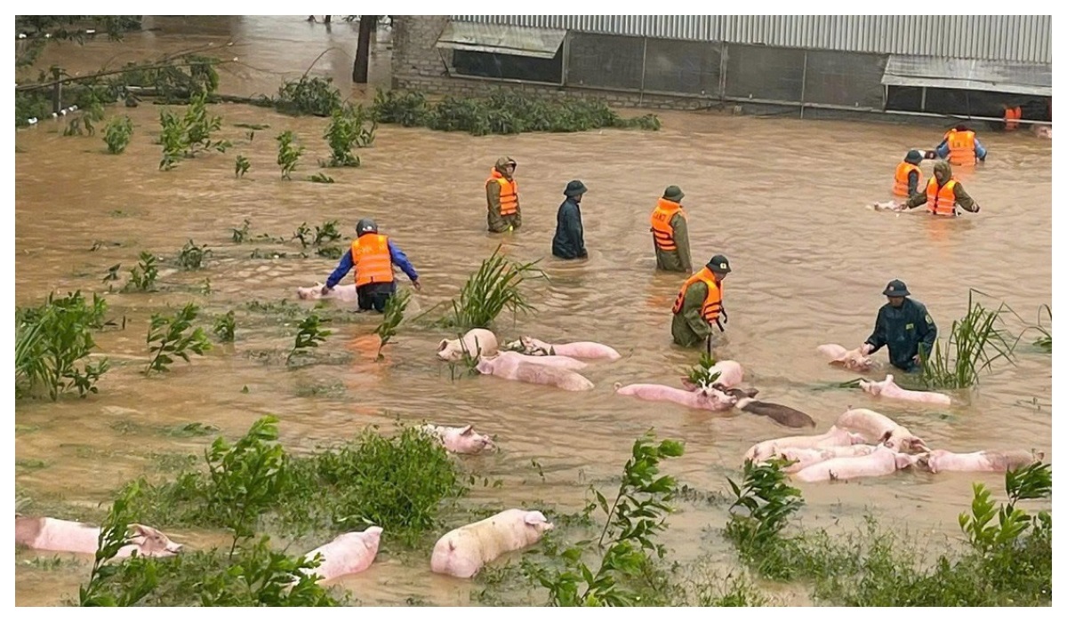 Công an xã Nghĩa Đàn hỗ trợ di dời vật nuôi trong vùng ngập lụt