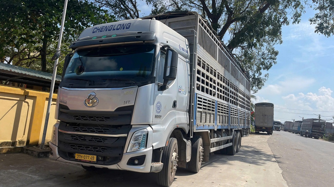 Ô tô tải chở 48 con trâu không rõ nguồn gốc, không có giấy chứng nhận kiểm dịch