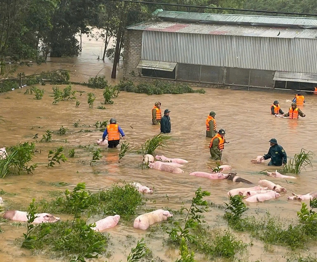 Công an xã Nghĩa Đàn khẩn trương hỗ trợ di dời đàn lợn 270 con lợn ra khỏi khu vực bị ngập sâu