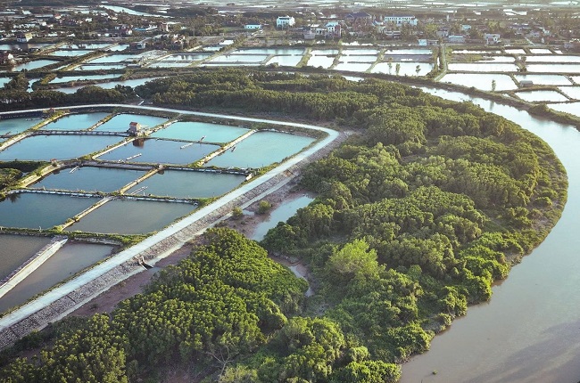 Vùng rừng ngập mặn xã Quỳnh Anh dịp cuối tháng 11/2025 đã không còn tình trạng đặt bẫy đánh bắt chim trời