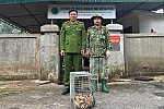 Vận động người dân tự nguyện giao nộp động vật hoang dã và dụng cụ bẫy chim