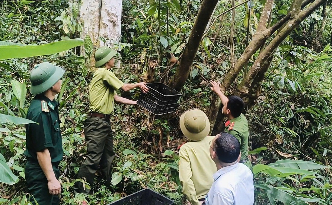 Công an xã Tiền Phong phối hợp thả cá thể culi quý hiếm về môi trường tự nhiên