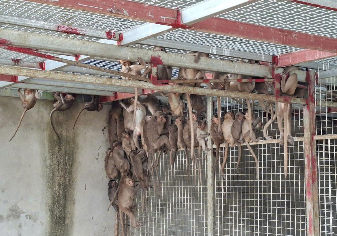 Cơ quan chức năng kiểm tra số động vật quý hiếm thu giữ