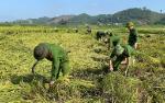 Ra quân giúp dân thu hoạch lúa bị ngập úng