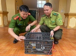 Người dân giao nộp động vật quý hiếm