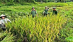 Công an xã Châu Bình hỗ trợ người dân thu hoạch lúa
