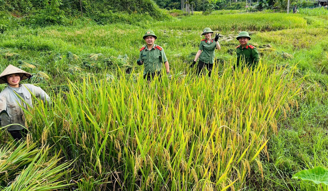 Cán bộ, chiến sĩ giúp người dân thu hoạch lúa