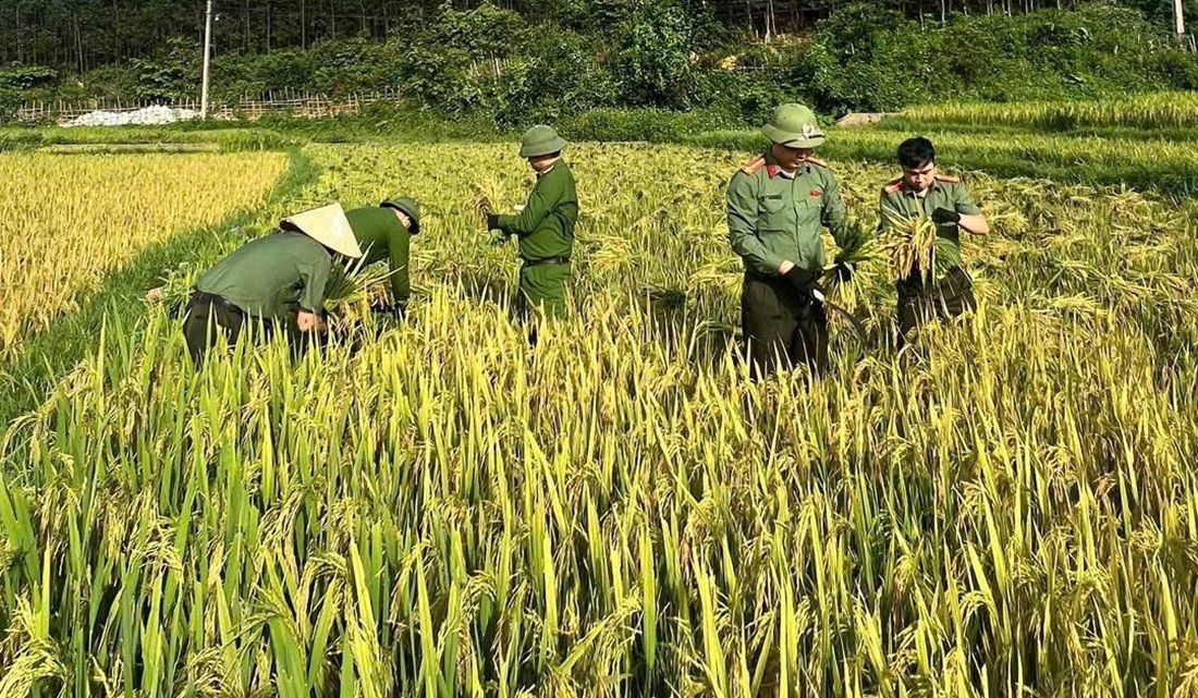 Công an xã Quỳ Châu giúp gia đình có công với cách mạng thu hoạch lúa