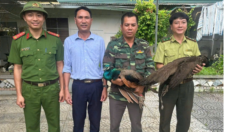 Công an xã Anh Sơn tiếp nhận cá thể chim công quý hiếm