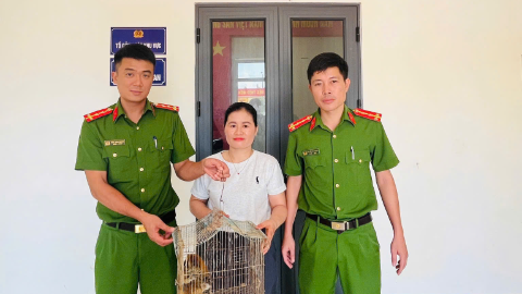 Công an xã Yên Xuân tiếp nhận cá thể Culi quý hiếm