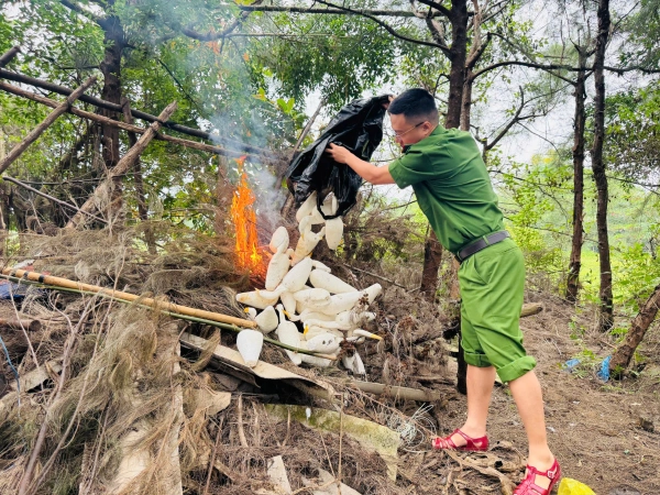 Công an xã Quỳnh Anh phát hiện, tháo dỡ lưới bẫy chim trái phép