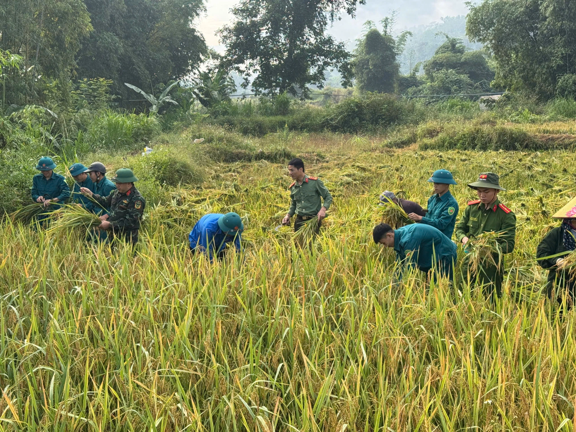 Tuổi trẻ Công an Nghệ An đồng hành hỗ trợ Nhân dân thu hoạch lúa