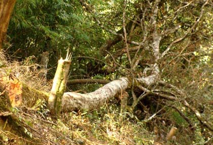 Người