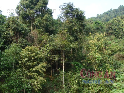 Trồng cây hạt dẻ, tăng nguồn thu từ rừng