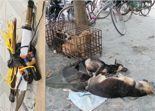 Truy bắt “cẩu tặc”