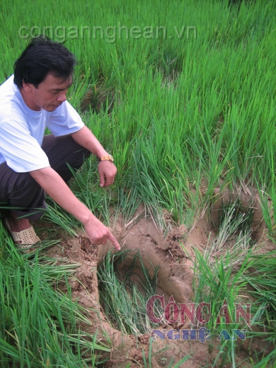 Khi voi rừng nổi giận