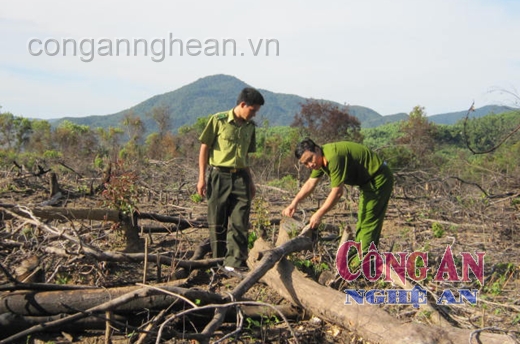 Báo động tình trạng chặt phá rừng trồng cây nguyên liệu