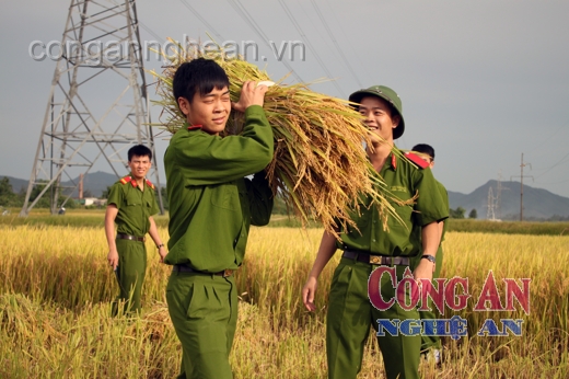 Giúp dân thu hoạch vụ mùa