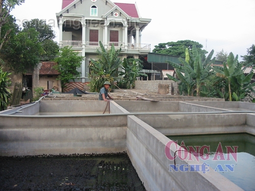 Trở thành đại gia từ nuôi ếch