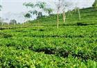 Yêu râu xanh hiếp bé gái 8 tuổi
