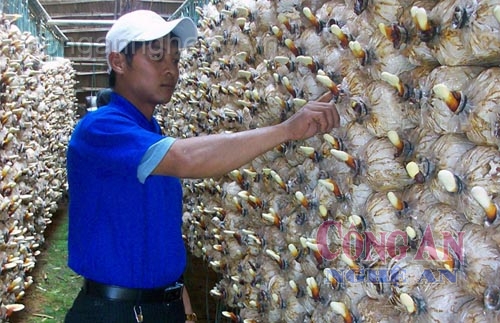 Đào tạo nghề nông cho lao động nông thôn: Dễ và khó