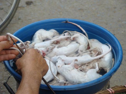 Kỳ thú chuyện săn chuột “khủng” ở Thái Bình
