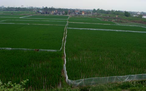 Kỳ thú chuyện săn chuột “khủng” ở Thái Bình