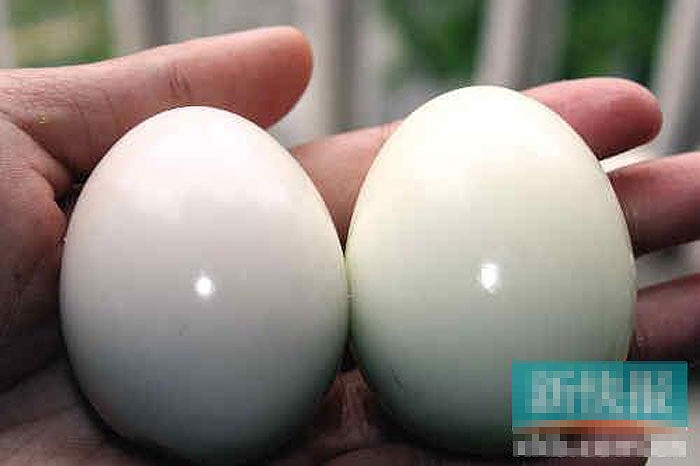 Lại xuất hiện trứng gà giả làm bằng nhựa 2