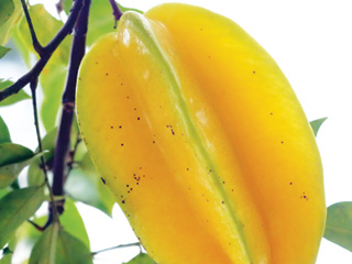 Thực phẩm ăn quá hóa hại 1