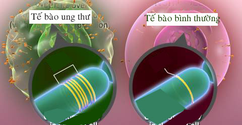 Sử dụng “bom thông minh” trong trị bệnh ung thư vú tăng triển 1