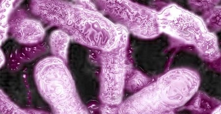siêu vi trùng, ung thư, bệnh gout, áp huyết cao, củ cải đường