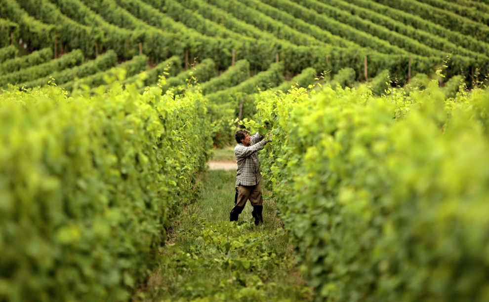 Một công nhân làm việc trên cánh đồng nho Riesling ở gần Johannisberg, miền Trung nước Đức, 26/08/2013.
