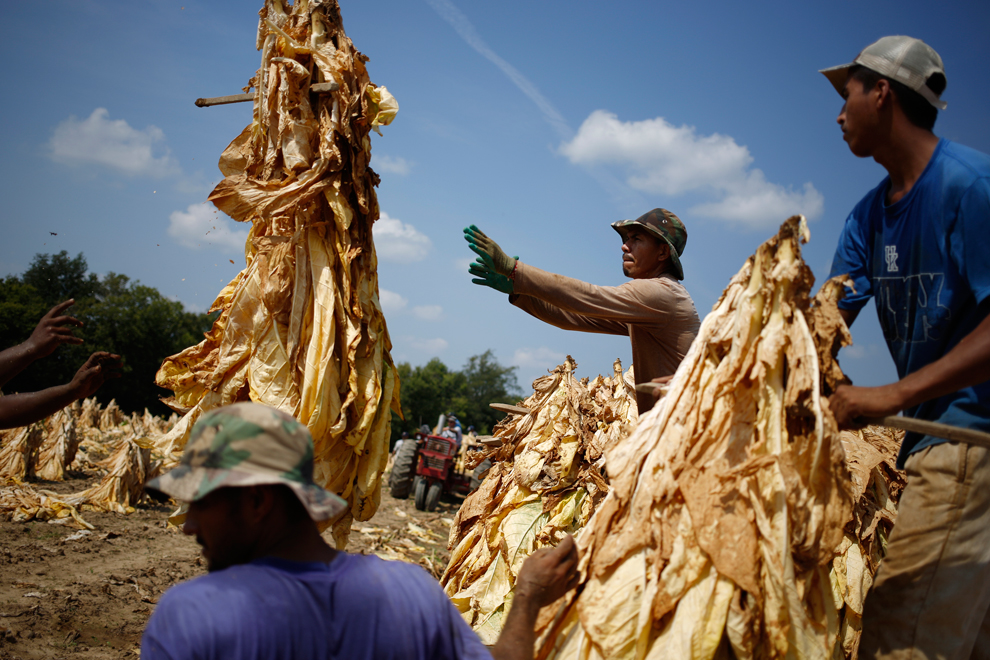 Công nhân nhập cư từ Mexico và Nicaragua thu hoạch thuốc lá Burley trồng bởi nông trại Tucker trước khi treo lá thuốc lên các nhà kho để bắt đầu 6 tuần sơ chế ở Pleasureville, Kentucky, 09/09/2013.