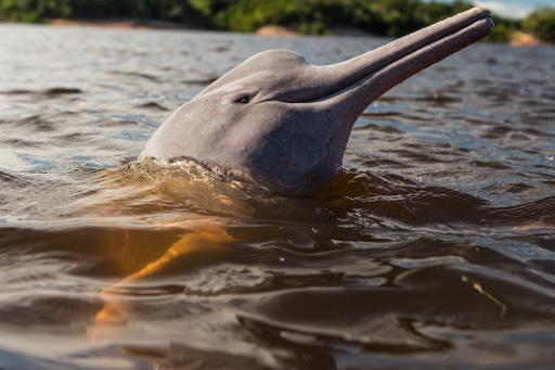 Một con cá heo đang chờ ăn ở Manaus, Brazil. Ánh nắng phản chiếu khiến nó có màu hồng