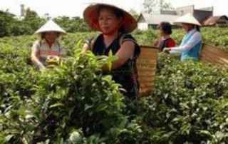 Huyện nghèo được hỗ trợ thêm phát triển sản xuất