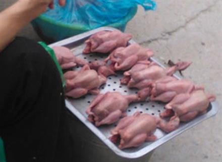 Biến vịt thải thành chim sẻ, cút thối thành bồ câu