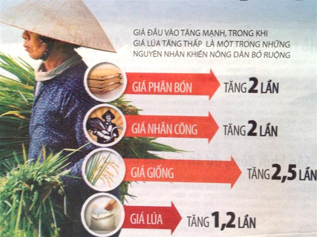 Ra Tết, nông dân tiếp tục bỏ ruộng