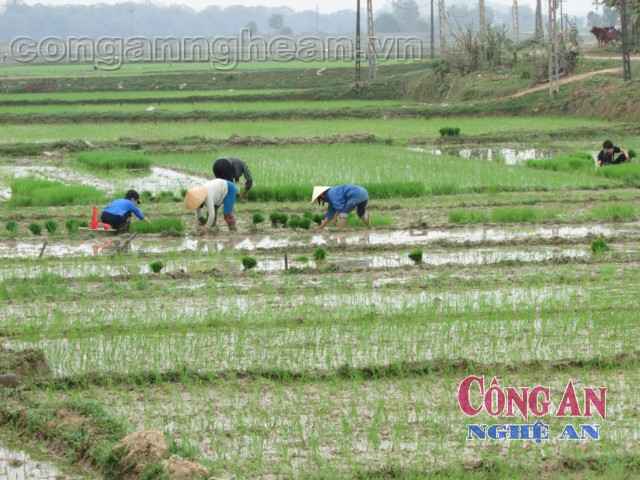 Cấy thuê đang là một nghề phổ biến ở vùng quê