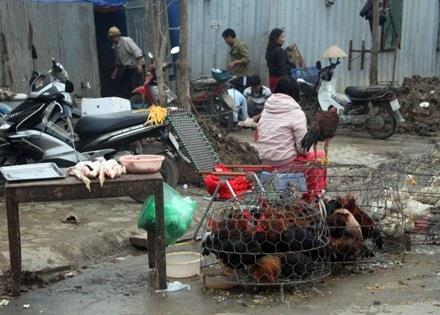 Ngành chăn nuôi trong nước căng mình đối phó với dịch
