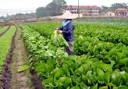 Khi người nông dân 'khóc' bên ruộng rau